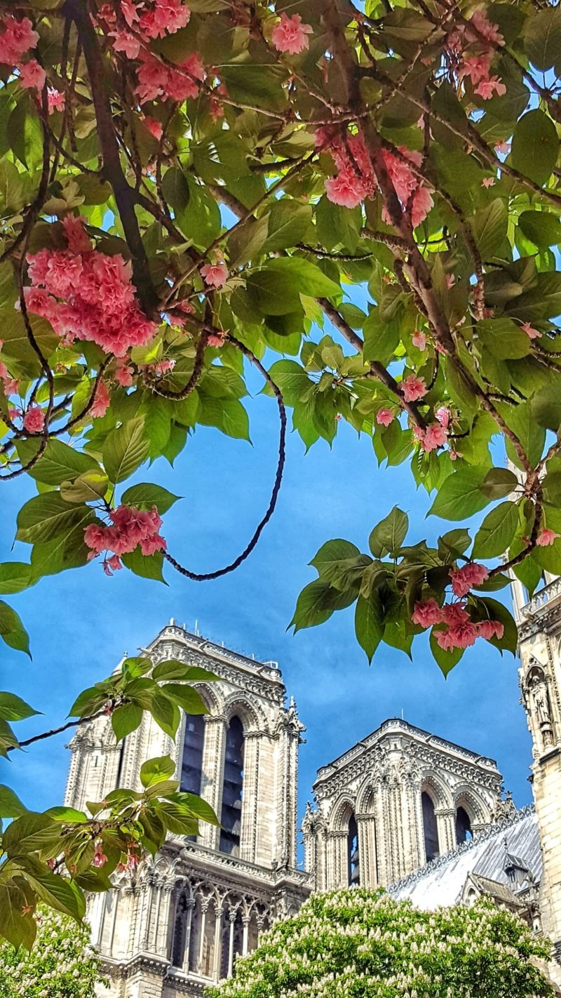Lugares para Ver A Florada Das Cerejeiras Em Paris
